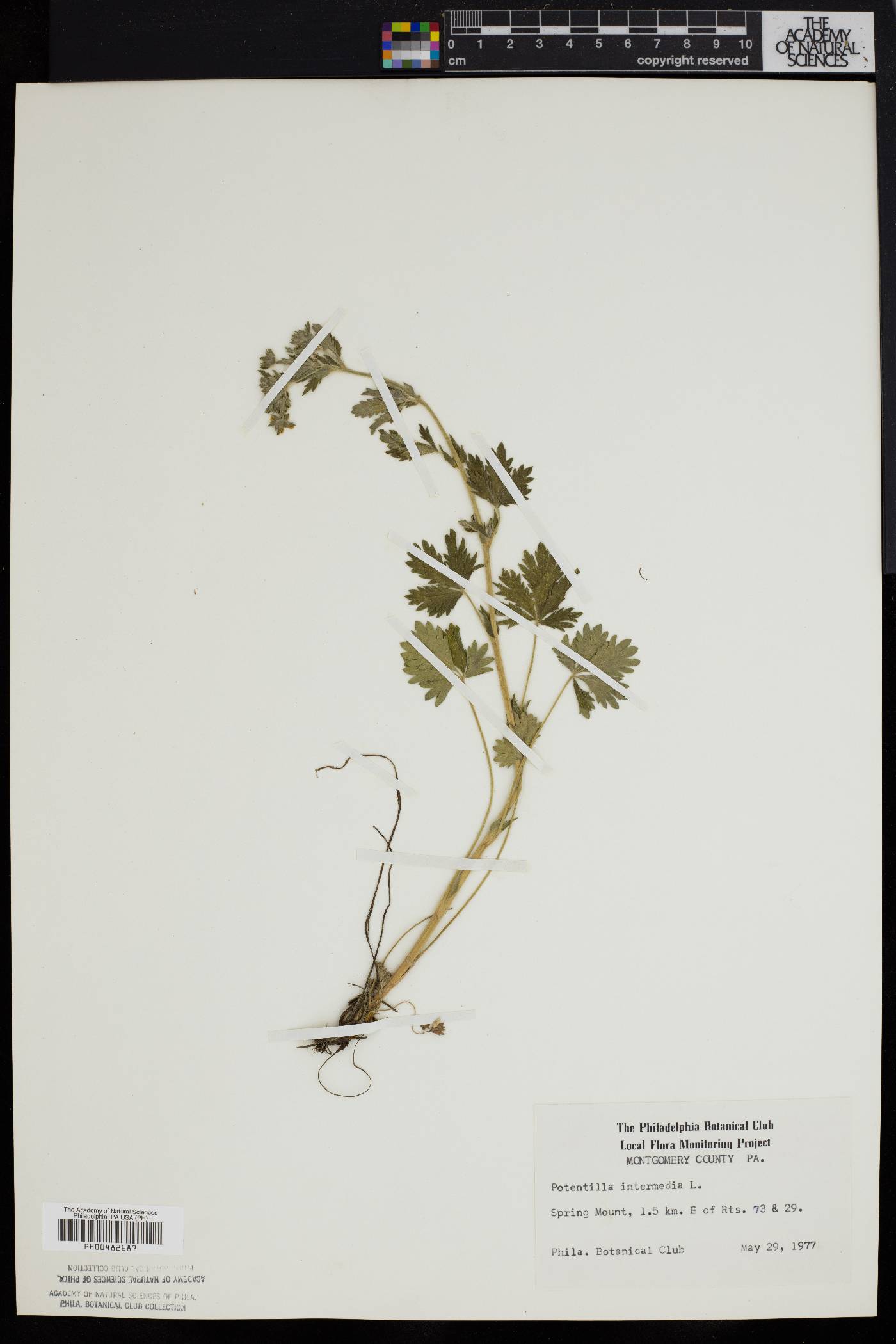 Potentilla intermedia image