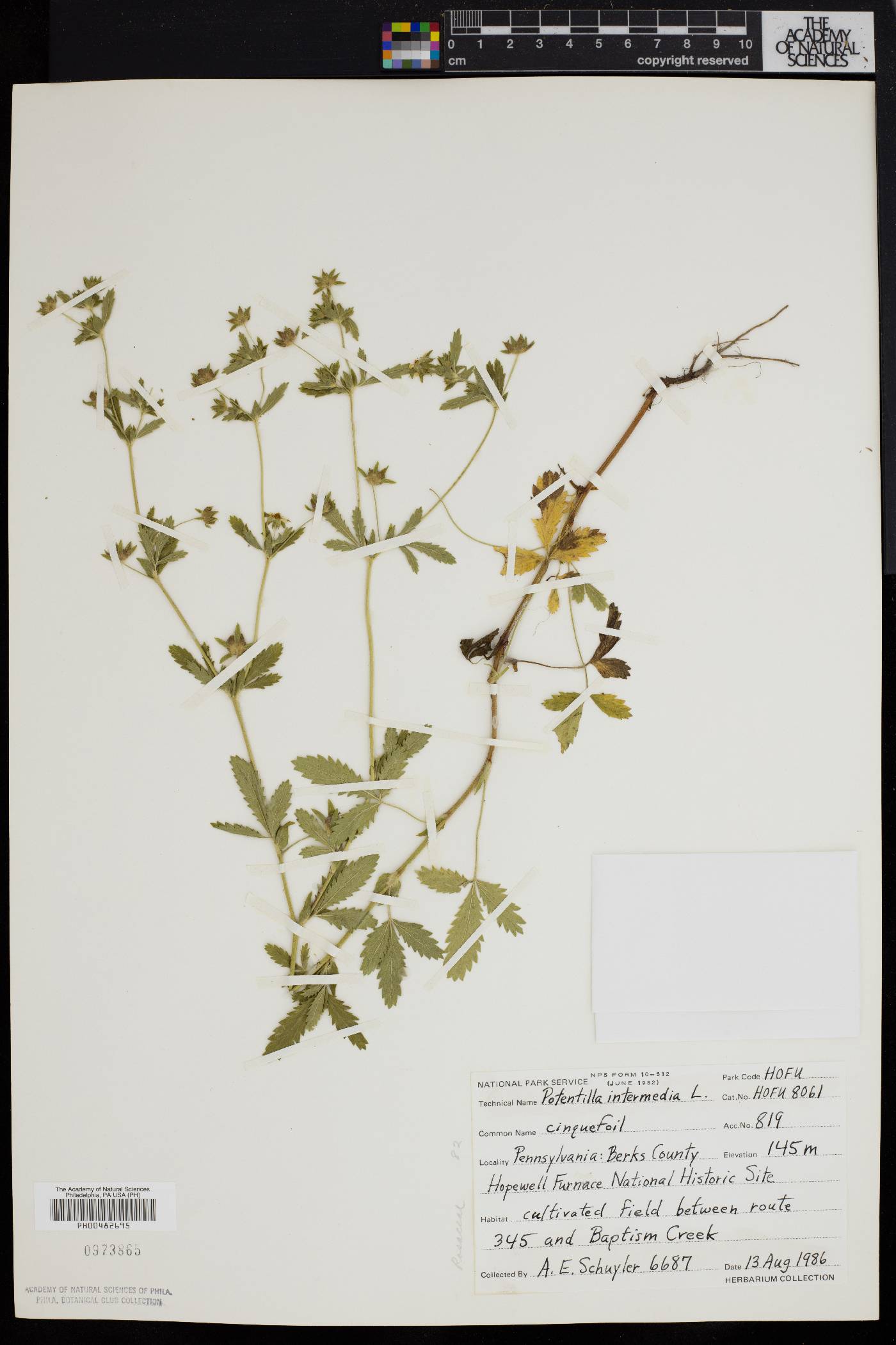 Potentilla intermedia image
