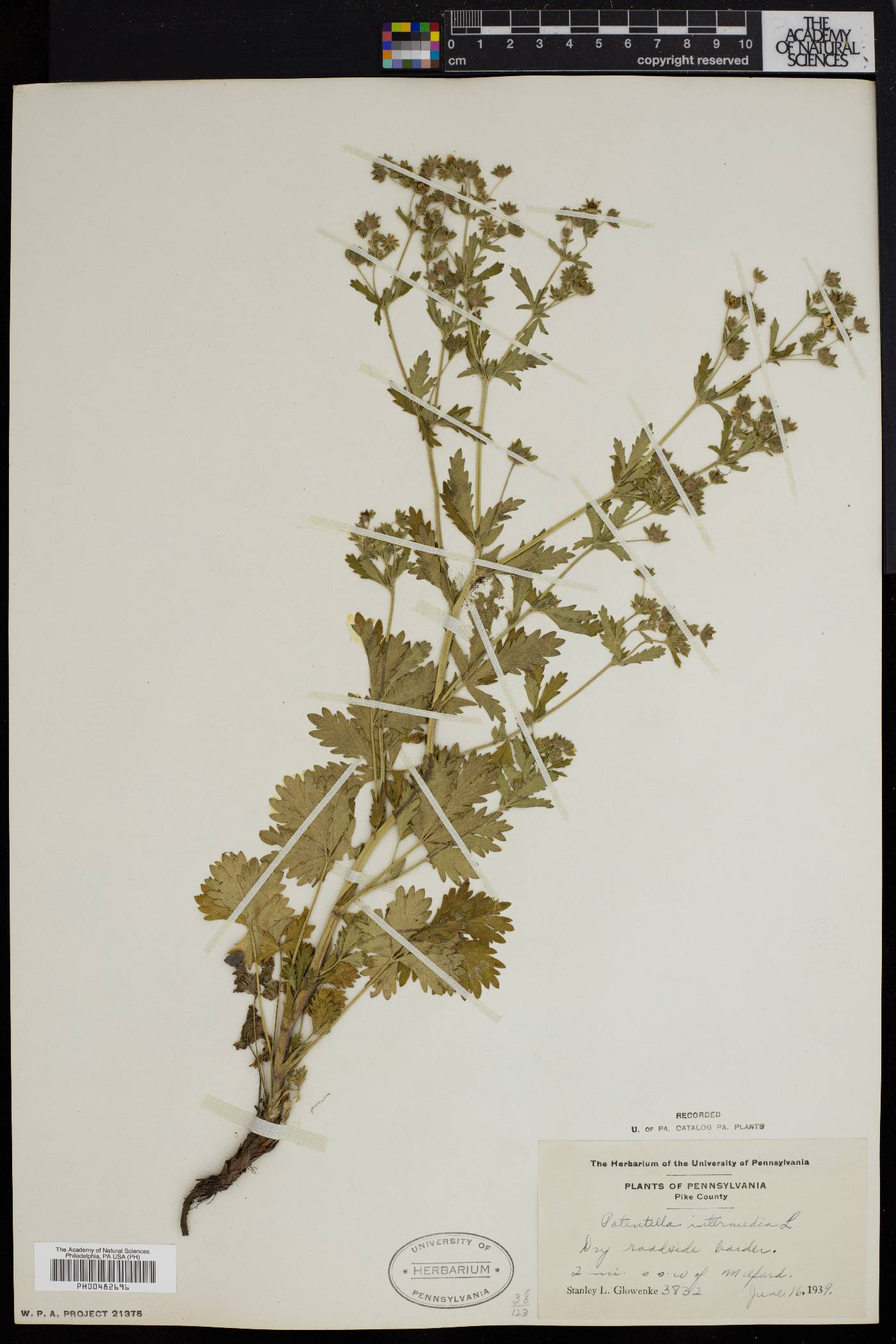 Potentilla intermedia image