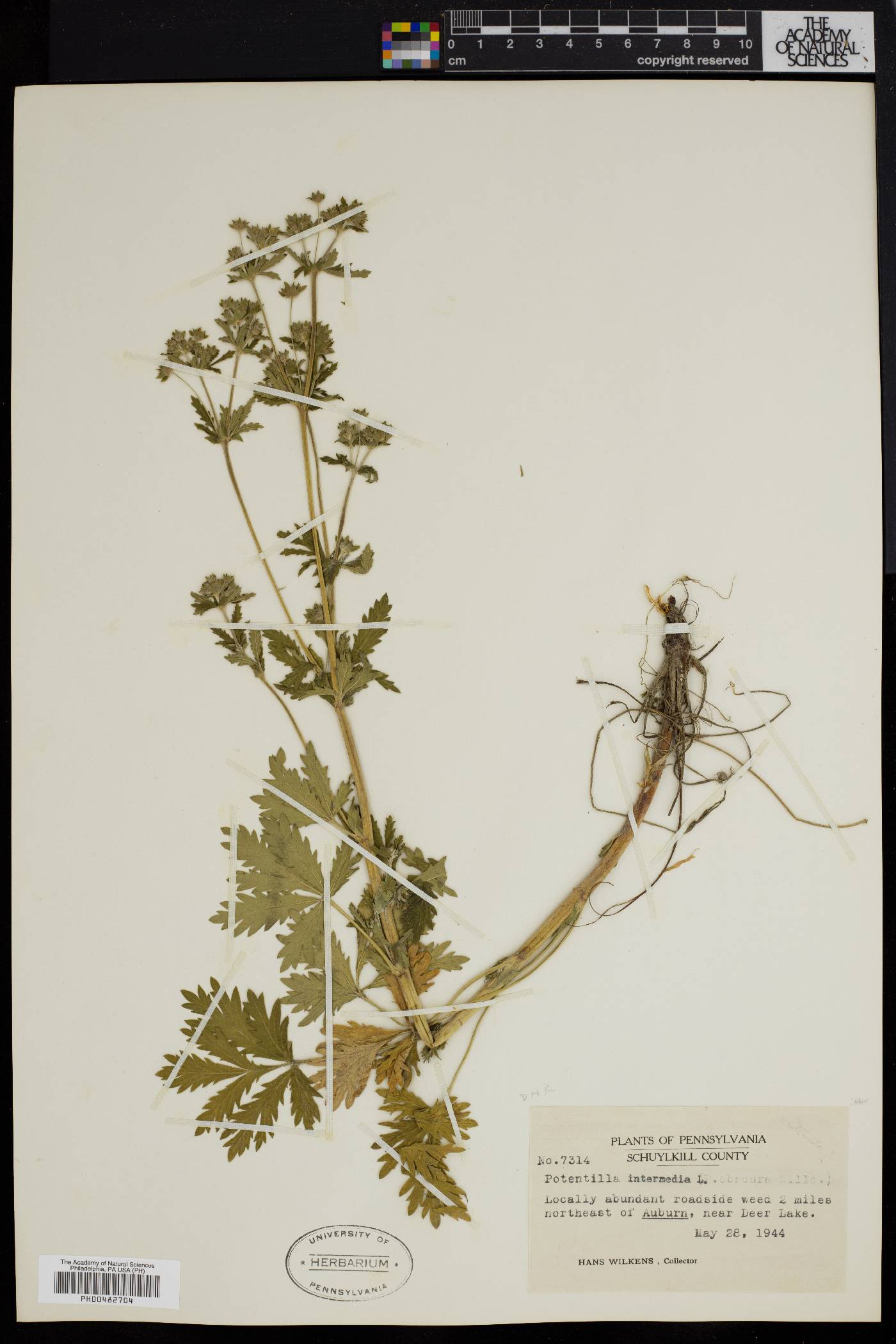 Potentilla intermedia image