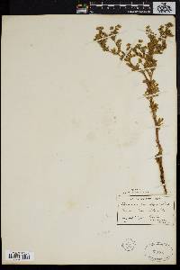 Potentilla supina subsp. paradoxa image