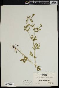 Potentilla norvegica subsp. monspeliensis image