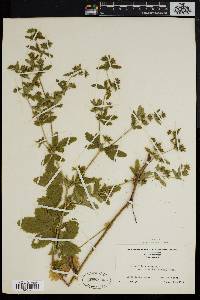 Potentilla norvegica subsp. monspeliensis image