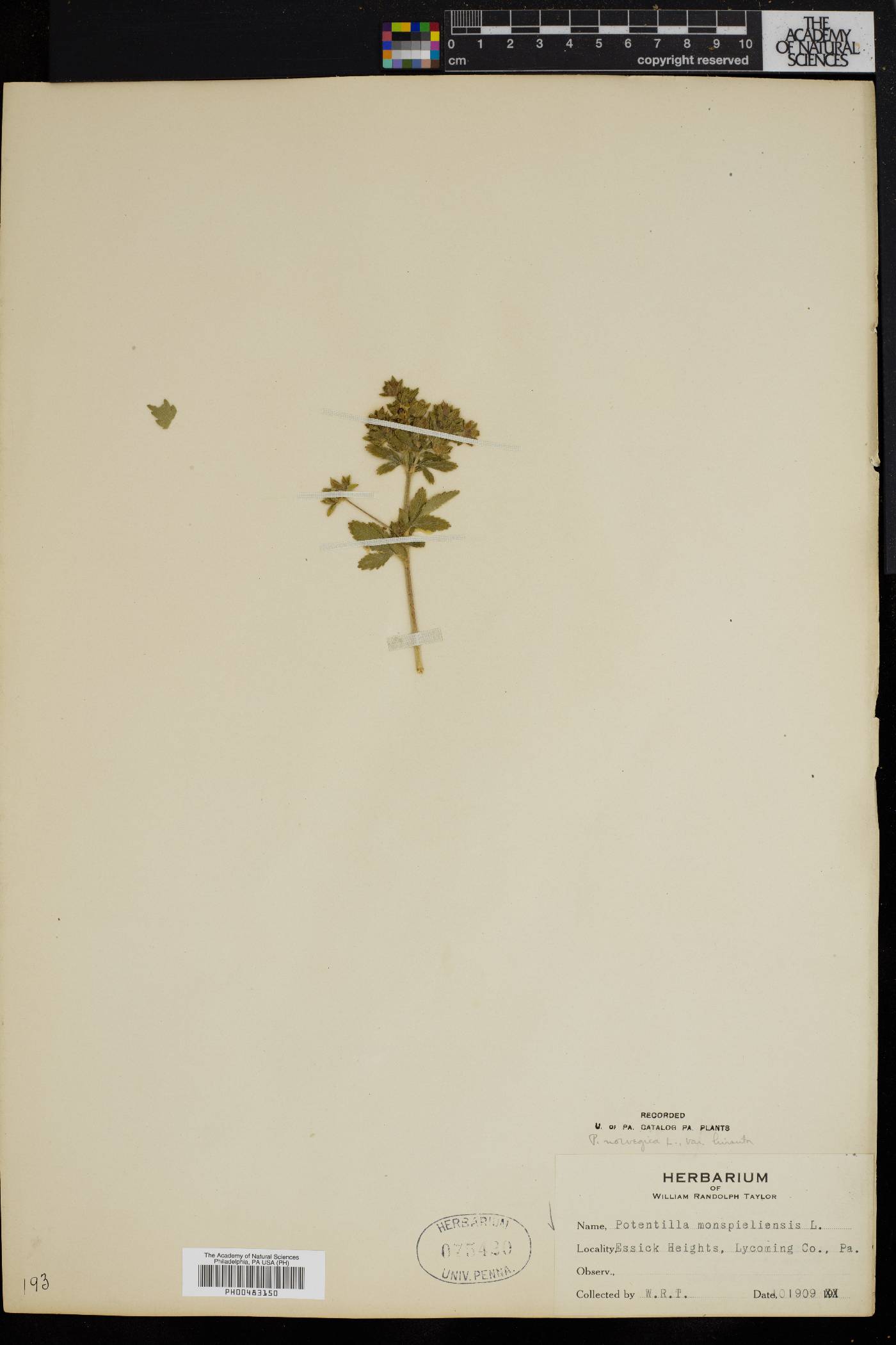 Potentilla norvegica subsp. monspeliensis image
