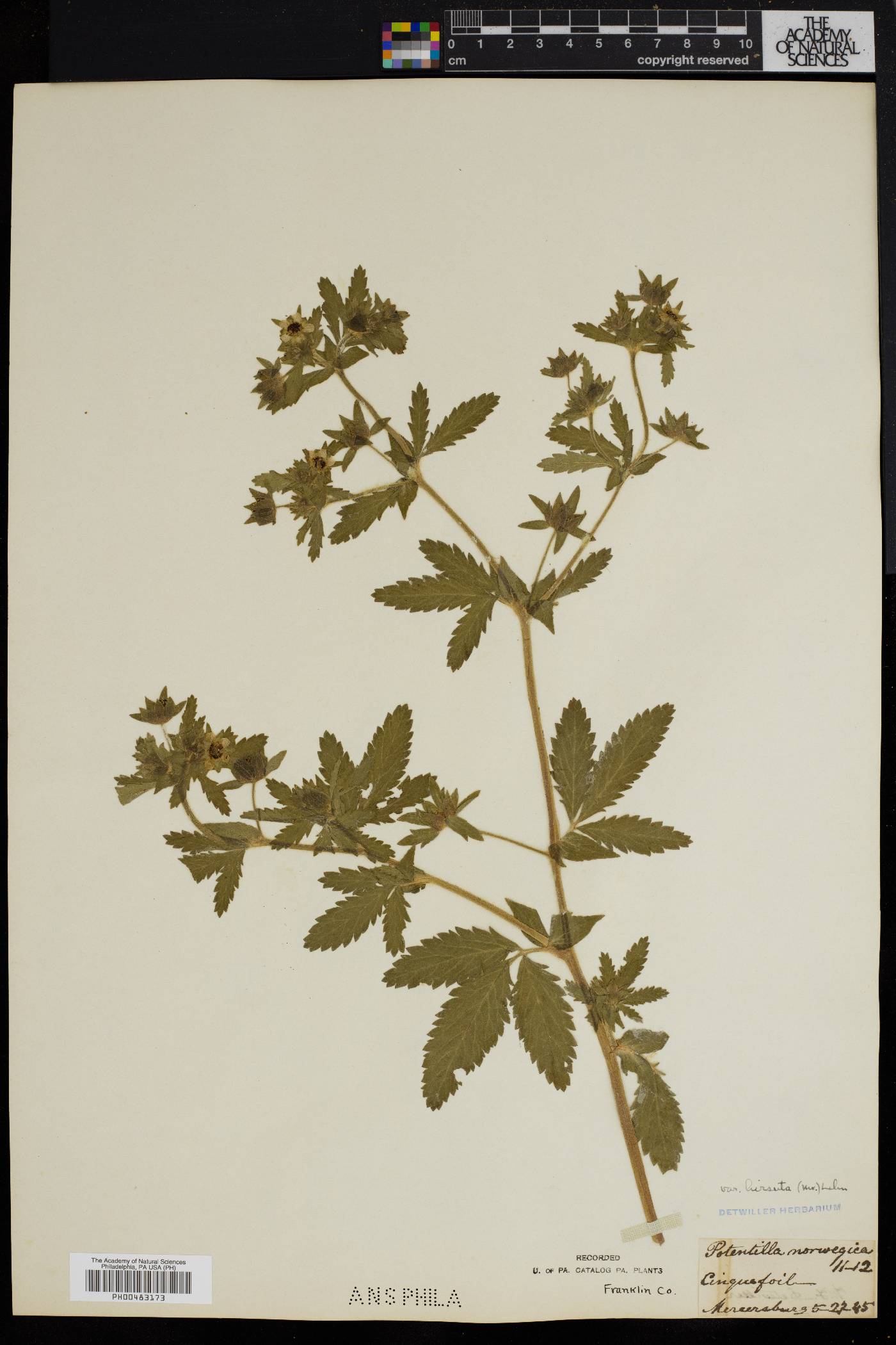 Potentilla norvegica subsp. monspeliensis image