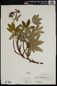 Comarum palustre image