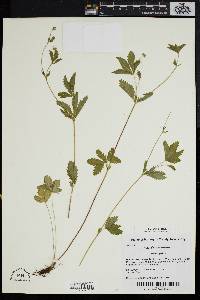 Potentilla canadensis image