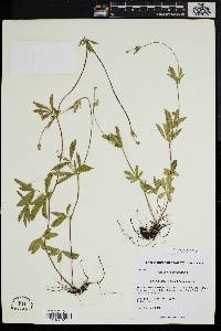 Potentilla canadensis image