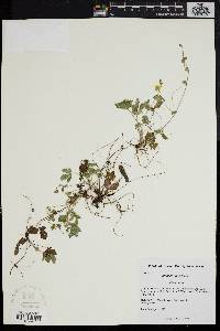 Potentilla canadensis image