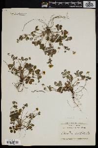 Potentilla canadensis image