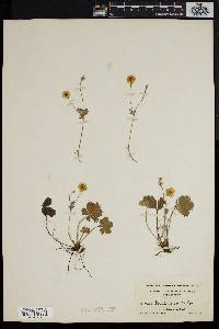 Potentilla canadensis image