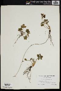 Potentilla canadensis image