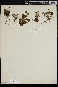 Potentilla canadensis image