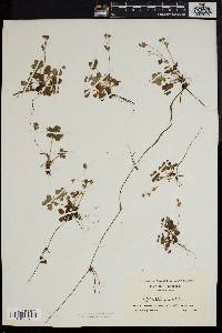 Potentilla canadensis image