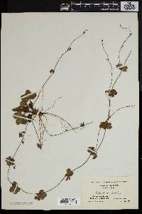 Potentilla canadensis image