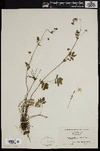 Potentilla canadensis image