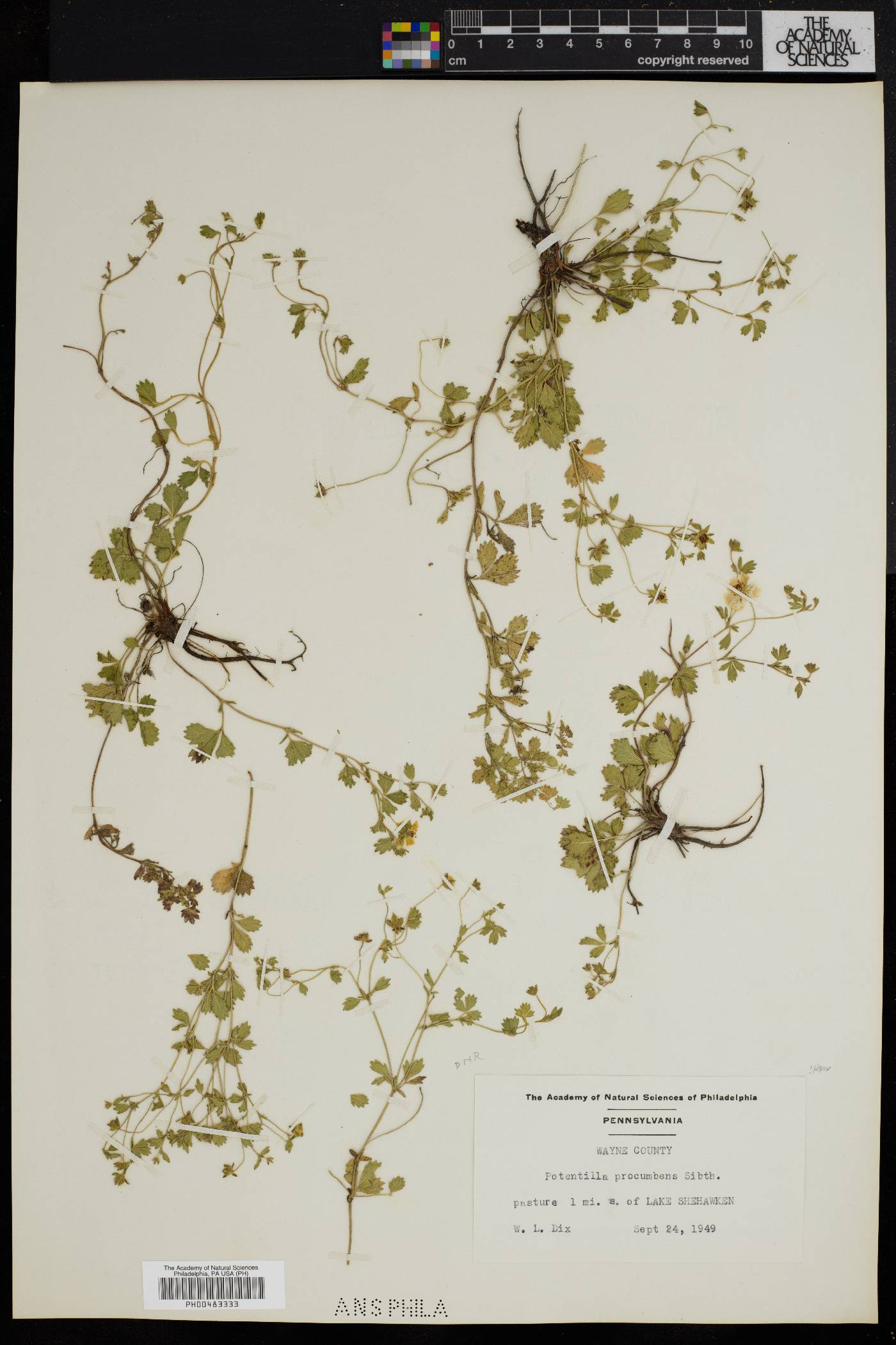 Potentilla procumbens image