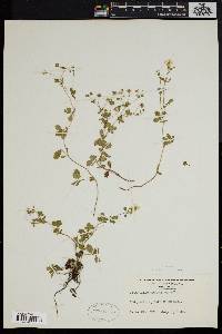 Potentilla procumbens image