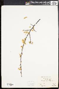 Prunus angustifolia image