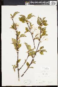 Prunus avium image