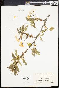 Prunus avium image