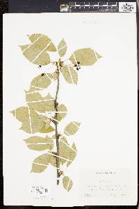 Prunus avium image