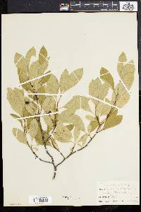 Prunus cuneata image