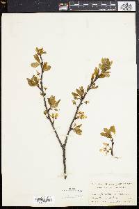 Prunus insititia image