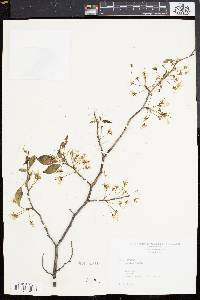 Image of Prunus maritima