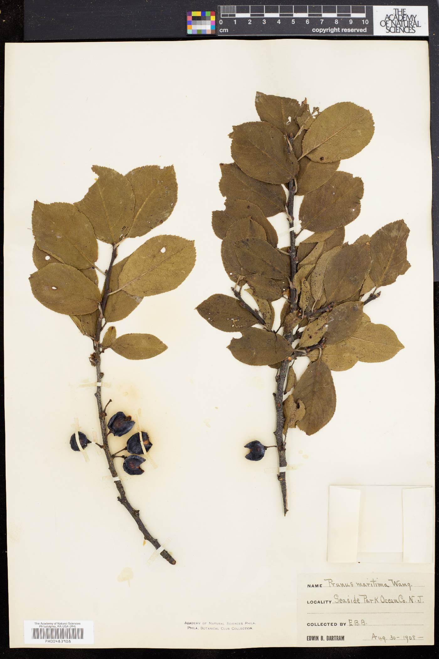 Prunus maritima image