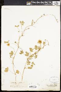 Potentilla reptans image