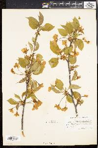 Prunus avium image