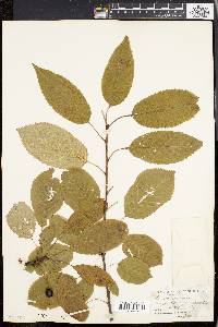 Prunus avium image