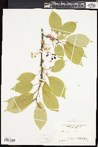 Prunus avium image