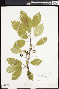 Prunus avium image