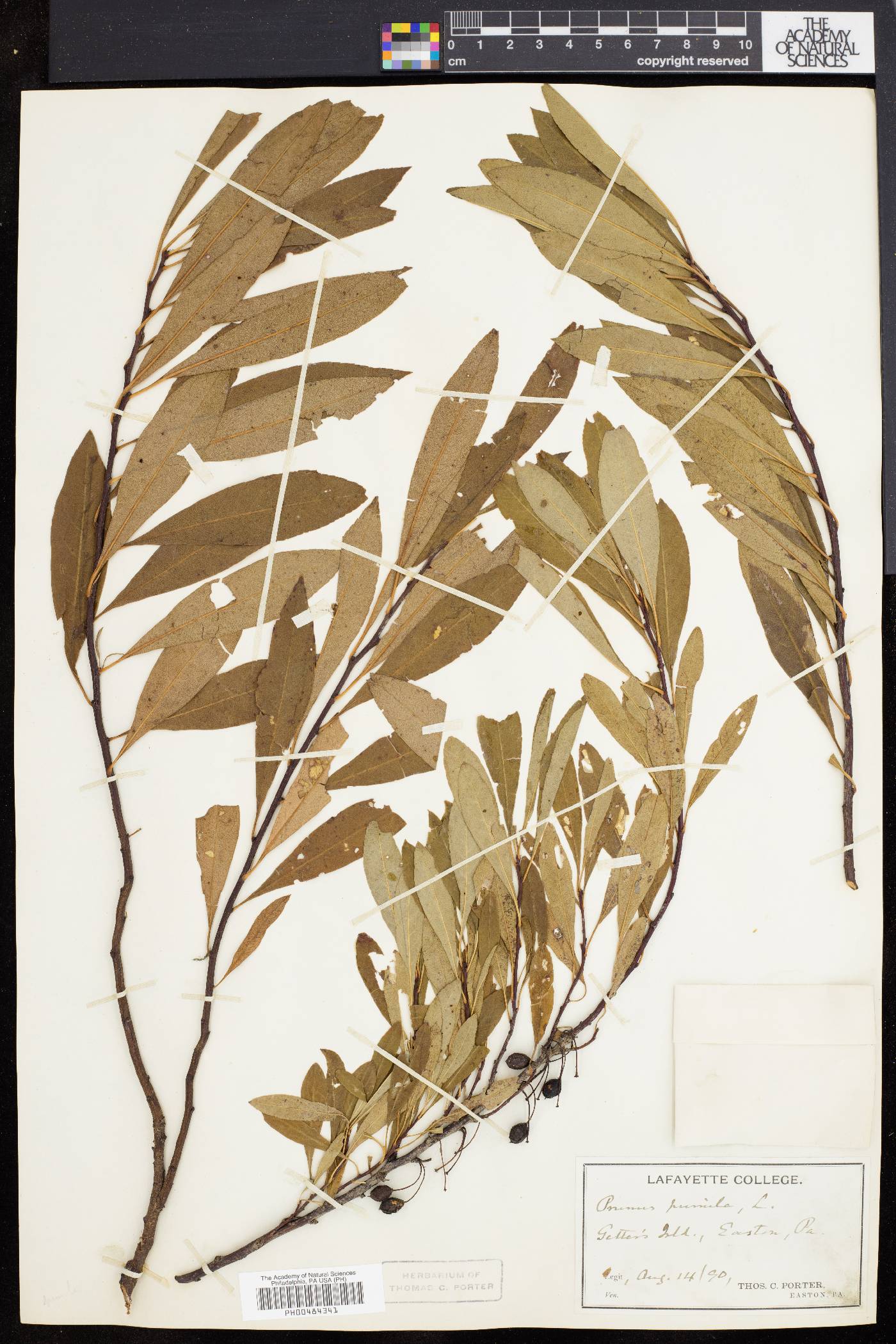Prunus depressa image