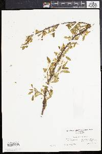 Prunus depressa image
