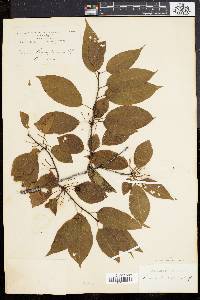 Prunus pensylvanica image