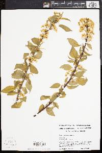 Prunus pensylvanica image