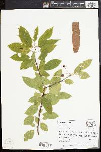 Prunus pensylvanica image