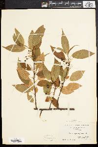 Prunus pensylvanica image