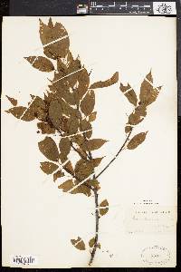 Prunus pensylvanica image