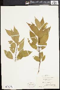 Prunus pensylvanica image