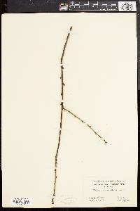 Prunus pensylvanica image