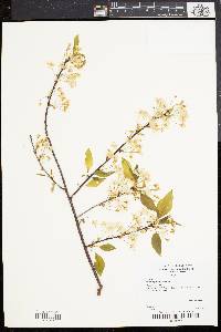 Prunus pensylvanica image