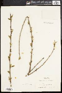 Prunus persica image