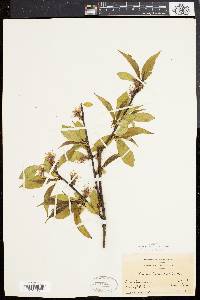 Prunus persica image