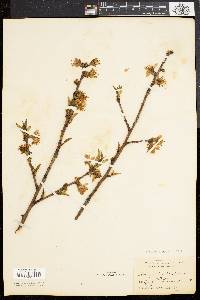 Prunus persica image