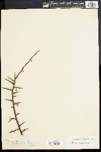 Image of Prunus spinosa