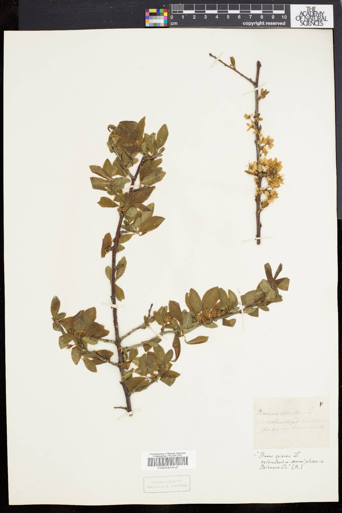 Prunus spinosa image